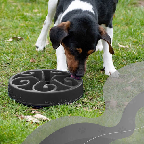 Gamelle anti-glouton pour chien